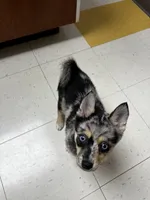 Sisu, a female Alaskan Klee Kai and Pomsky for sale in Elkhart, IN – 1 of 7