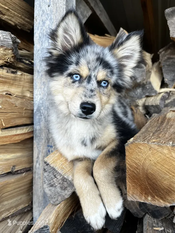 Uki – Pomeranian, Alaskan Klee Kai puppy for sale in Elkhart, IN
