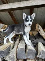 Valentino, a male Alaskan Klee Kai and Pomsky for sale in Elkhart, IN – 2 of 9