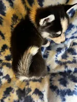 Valentino, a male Alaskan Klee Kai and Pomsky for sale in Elkhart, IN – 4 of 6