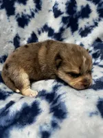 TukTuk, a male Alaskan Klee Kai and Pomsky for sale in Elkhart, IN – 4 of 5