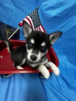 Firefly - Petite, a male Alaskan Klee Kai for sale in Elkhart, IN – 2 of 6