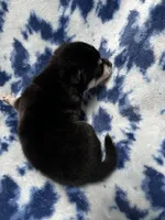 Firefly, a male Alaskan Klee Kai for sale in Elkhart, IN – 3 of 4