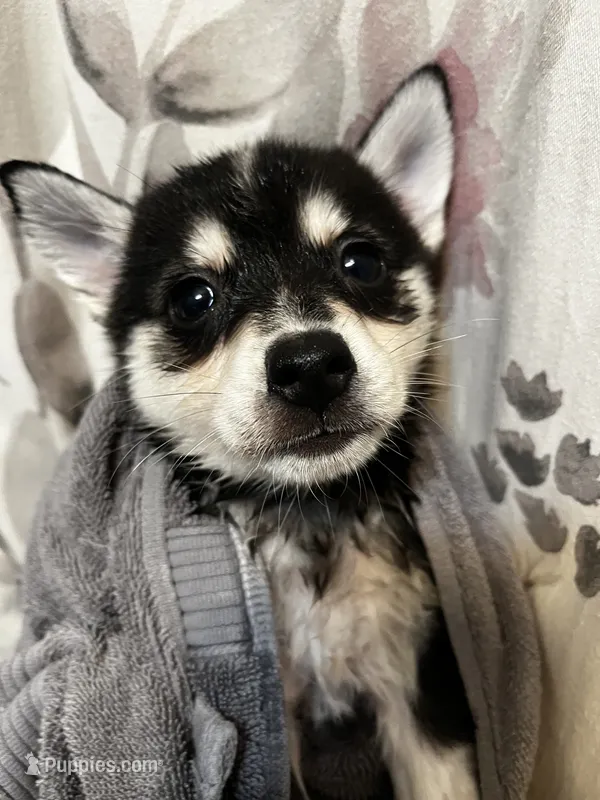 Xikel – Alaskan Klee Kai, Pomsky puppy for sale in Elkhart, IN