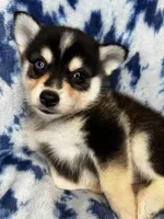 Wakeem, a male Alaskan Klee Kai and Pomsky for sale in Elkhart, IN – 4 of 5