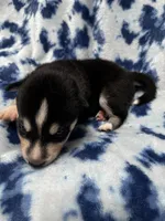 Durango, a male Alaskan Klee Kai for sale in Elkhart, IN – 2 of 4