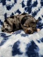 Uki, a male Alaskan Klee Kai and Pomsky for sale in Elkhart, IN – 4 of 5