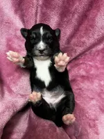 Crumpet, a female Alaskan Klee Kai and Toy Australian Shepherd for sale in Elkhart, IN – 4 of 4