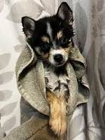 Quito - Petite, a female Alaskan Klee Kai and Pomsky for sale in Elkhart, IN – Photo 2 of 9