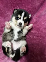 processed/961f3a80-8f7b-4a92-b61d-9c9d4774bc89/listing/924d5db2-1534-47dd-a93d-494ef9a1f9de/a738bd0e-b6af-4a2d-baac-b7949b20fdaf