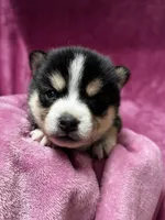 processed/961f3a80-8f7b-4a92-b61d-9c9d4774bc89/listing/924d5db2-1534-47dd-a93d-494ef9a1f9de/b3412818-2885-464d-8d5b-8a0acbd4d537