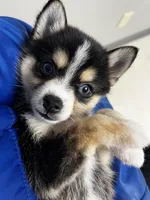 Quito - Petite, a female Alaskan Klee Kai and Pomsky for sale in Elkhart, IN – Photo 3 of 9