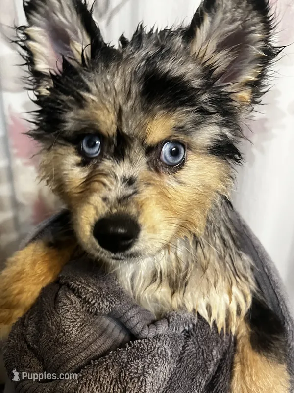 Uki – Alaskan Klee Kai, Pomsky puppy for sale in Elkhart, IN