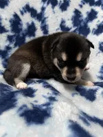 Grant, a male Alaskan Klee Kai for sale in Elkhart, IN – 3 of 4