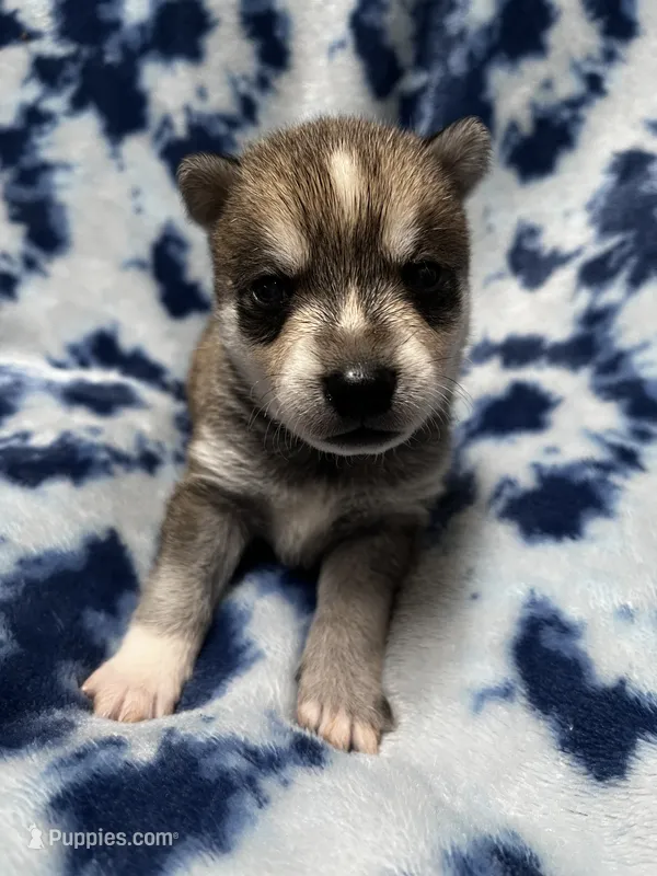 Clay – Alaskan Klee Kai puppy for sale in Elkhart, IN