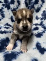 Clay, a male Alaskan Klee Kai for sale in Elkhart, IN – 1 of 4