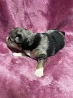 Brooke, a female Alaskan Klee Kai and Toy Australian Shepherd for sale in Elkhart, IN – 4 of 5