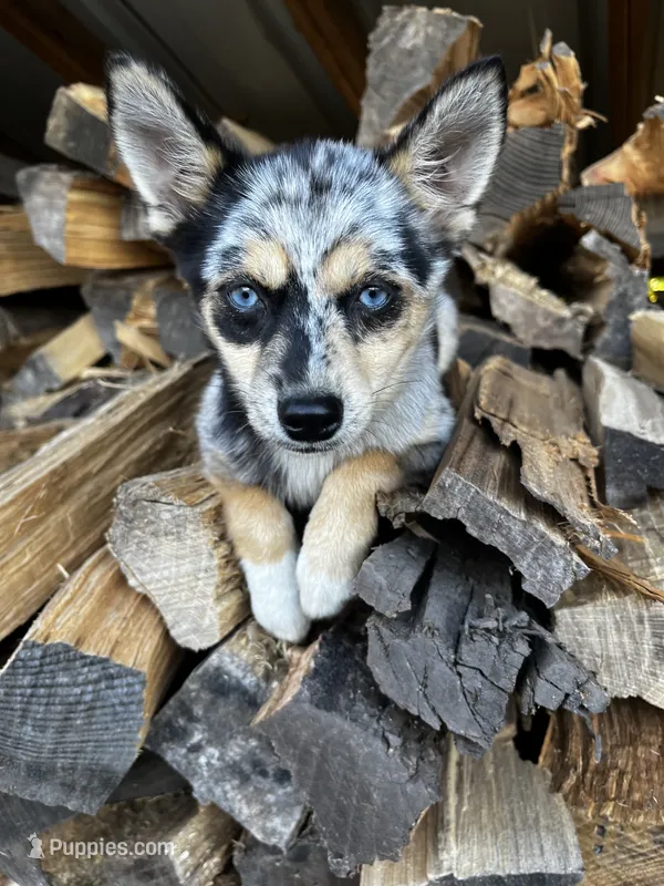 Sisu – Alaskan Klee Kai, Pomsky puppy for sale in Elkhart, IN