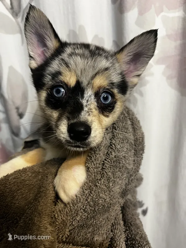 Sisu – Alaskan Klee Kai, Pomsky puppy for sale in Elkhart, IN