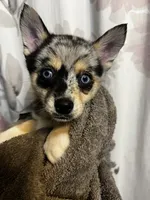 Sisu, a female Alaskan Klee Kai and Pomsky for sale in Elkhart, IN – 2 of 7