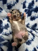 Uki, a male Pomeranian and Alaskan Klee Kai for sale in Elkhart, IN – 5 of 5