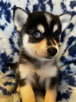 Wakeem, a male Alaskan Klee Kai and Pomsky for sale in Elkhart, IN – 3 of 5