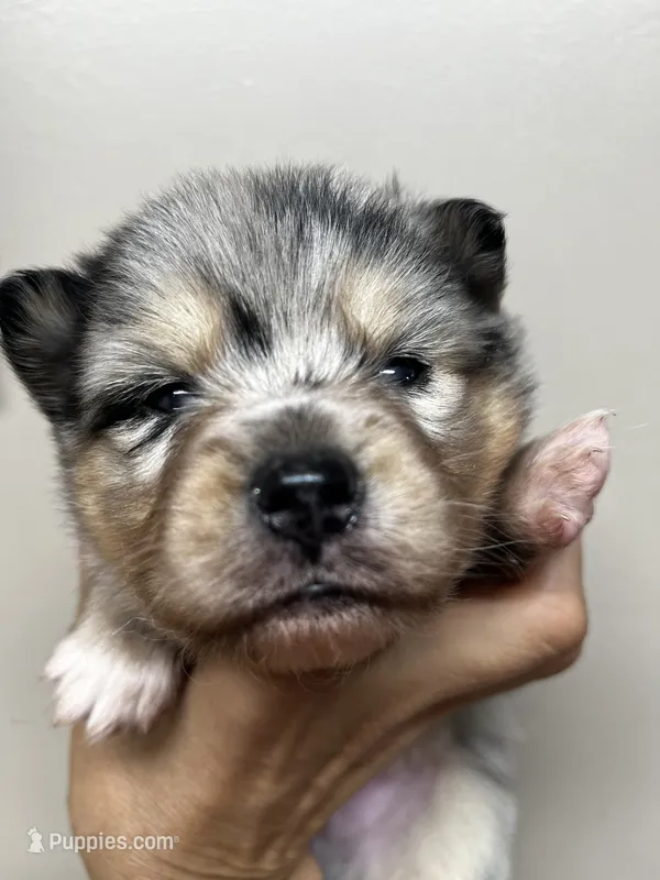 Uki – Alaskan Klee Kai, Pomsky puppy for sale in Elkhart, IN