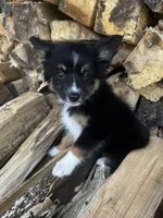 Crumpet, a female Alaskan Klee Kai and Toy Australian Shepherd for sale in Elkhart, IN – 3 of 8