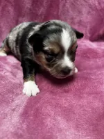 Brooke, a female Alaskan Klee Kai and Toy Australian Shepherd for sale in Elkhart, IN – 1 of 5
