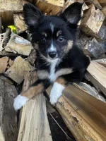 Crumpet, a female Alaskan Klee Kai and Toy Australian Shepherd for sale in Elkhart, IN – 4 of 8