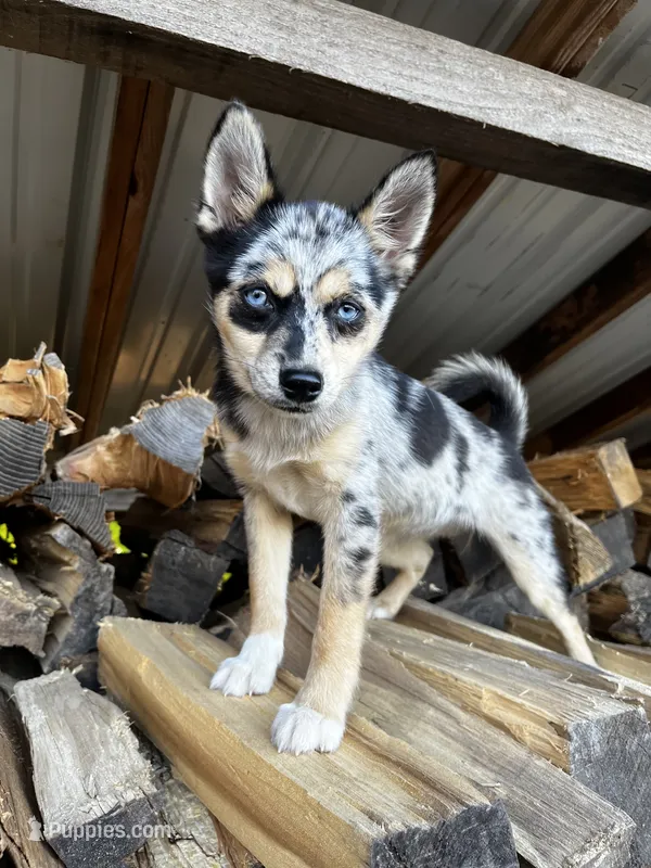 Sisu – Pomeranian, Alaskan Klee Kai puppy for sale in Elkhart, IN