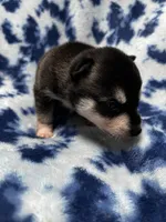 Ender, a male Alaskan Klee Kai for sale in Elkhart, IN – 3 of 4