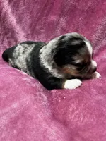 Brooke, a female Alaskan Klee Kai and Toy Australian Shepherd for sale in Elkhart, IN – 3 of 5