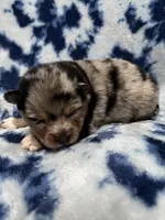 Uki, a male Pomeranian and Alaskan Klee Kai for sale in Elkhart, IN – 3 of 5