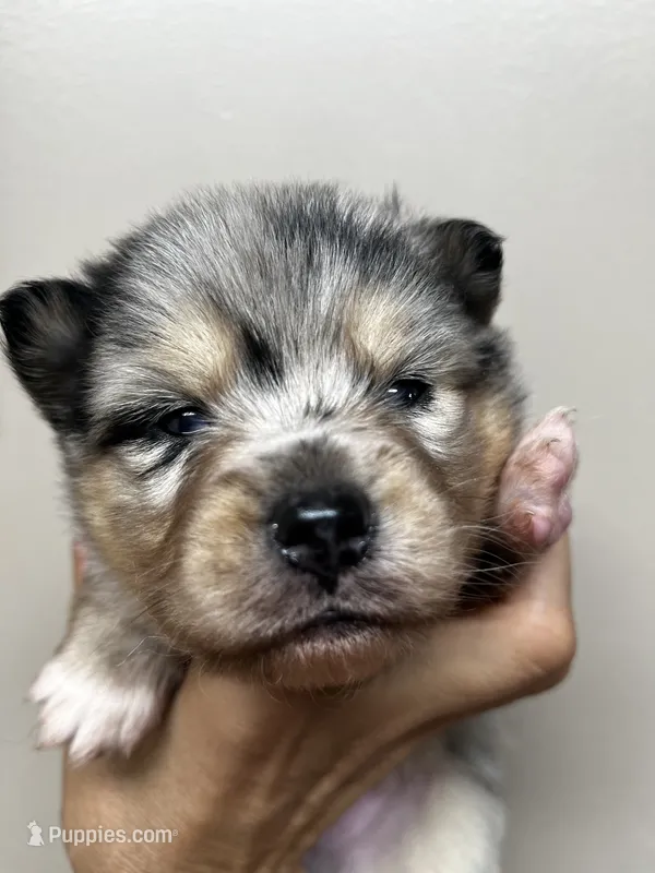 Uki – Pomeranian, Alaskan Klee Kai puppy for sale in Elkhart, IN