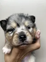 Uki, a male Pomeranian and Alaskan Klee Kai for sale in Elkhart, IN – 1 of 5