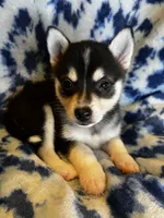 Xikel, a male Alaskan Klee Kai and Pomsky for sale in Elkhart, IN – 6 of 6
