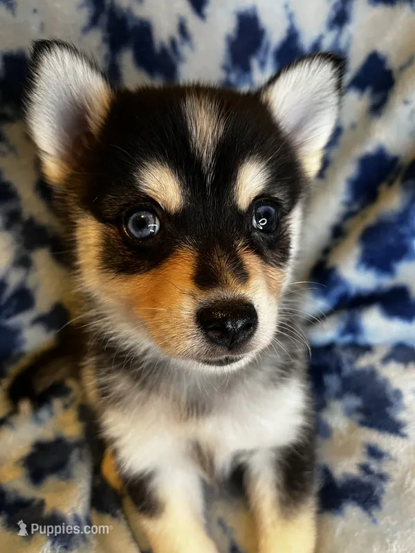 Wakeem – Alaskan Klee Kai, Pomsky puppy for sale in Elkhart, IN