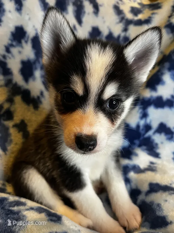 Valentino – Alaskan Klee Kai, Pomsky puppy for sale in Elkhart, IN