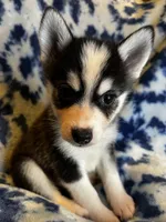 Valentino, a male Alaskan Klee Kai and Pomsky for sale in Elkhart, IN – 1 of 6