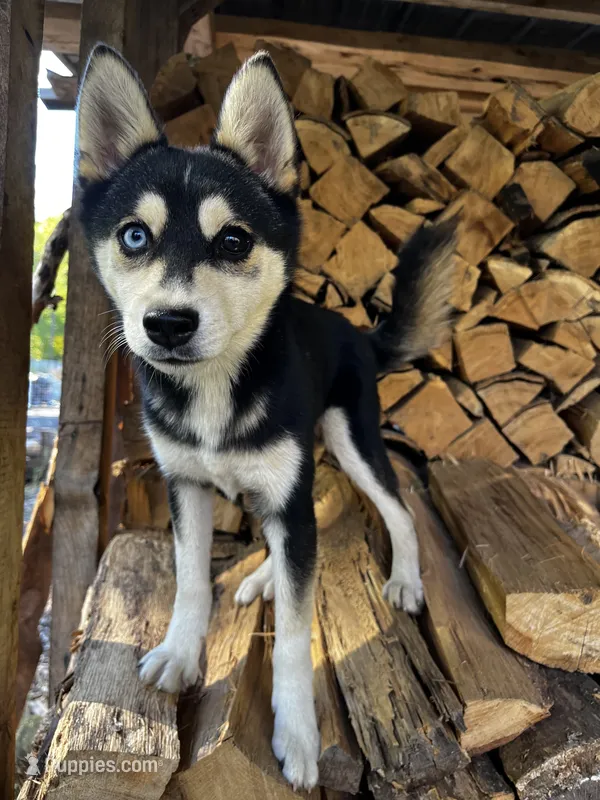 Uriah – Alaskan Klee Kai puppy for sale in Elkhart, IN