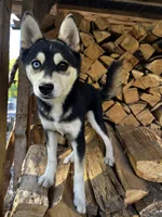 Uriah, a male Alaskan Klee Kai for sale in Elkhart, IN – 1 of 8