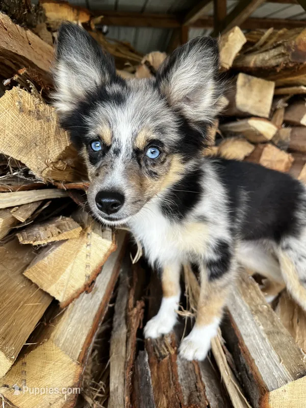 Brooke – Alaskan Klee Kai, Toy Australian Shepherd puppy for sale in Elkhart, IN
