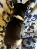 Valentino, a male Alaskan Klee Kai and Pomsky for sale in Elkhart, IN – 5 of 6