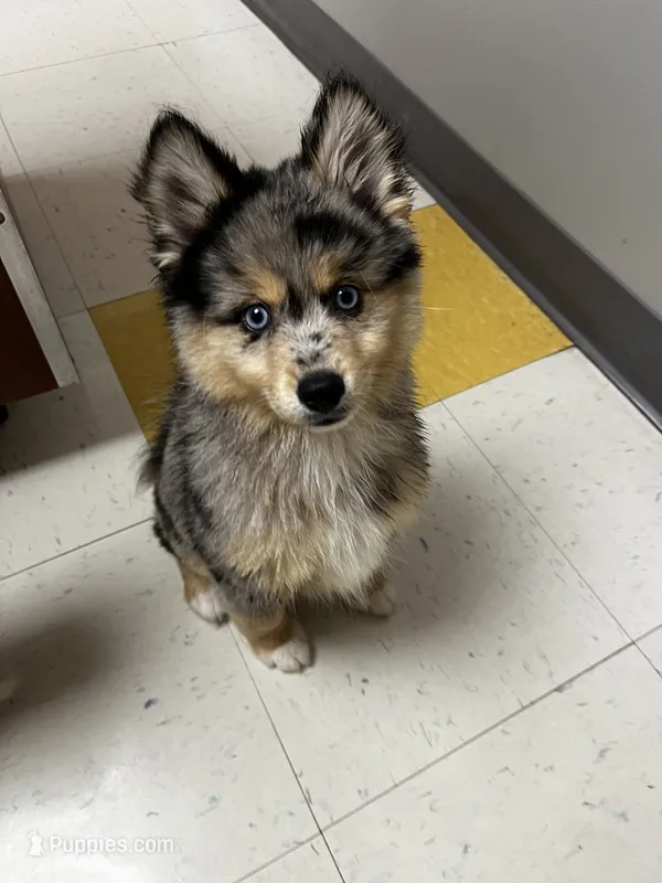 Uki – Pomeranian, Alaskan Klee Kai puppy for sale in Elkhart, IN
