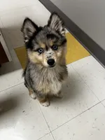 Uki, a male Pomeranian and Alaskan Klee Kai for sale in Elkhart, IN – 1 of 7