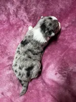 DeeDee, a female Alaskan Klee Kai and Toy Australian Shepherd for sale in Elkhart, IN – 3 of 5