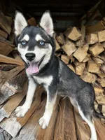 Ender - Blue Eyes!, a male Alaskan Klee Kai for sale in Elkhart, IN – 2 of 8