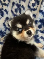 Yuri, a male Alaskan Klee Kai and Pomsky for sale in Elkhart, IN – 3 of 6