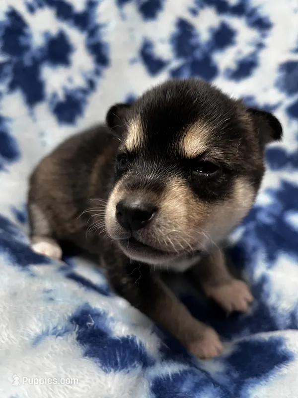 Grant – Alaskan Klee Kai puppy for sale in Elkhart, IN